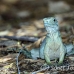 iguana_blue_qebp_gc_h_0066_cay0521.jpg